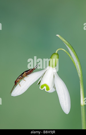 Earwig Forficula auricularia su comuni Snowdrop Galanthus rivalis Foto Stock