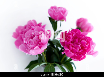 Rosa peonia nome latino: Paeonia Foto Stock