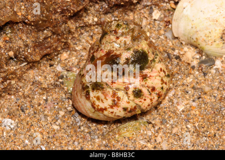 Turbante guscio superiore Gibbula magus Trochidae viva esposta su un Spring Tide UK Foto Stock