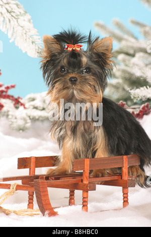 Yorkshire Terrier. Un cane adulto con arco in capelli seduti su una slitta Foto Stock