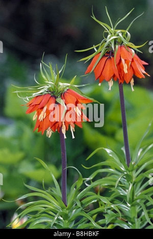 La corona imperiale (Fritillaria imperialis), varietà: Rubra maxima, fioritura Foto Stock