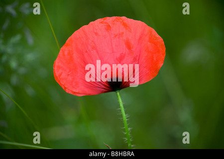 Rosso papavero selvatico nome latino: Papaver rhoeas Foto Stock