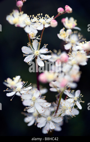 Nome comune: prato dolce. Nome latino: Filipendula ulmaria Foto Stock