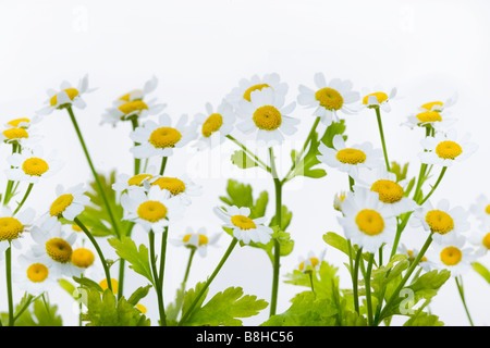 Immagine ravvicinata di fioritura matricale nome latino: Chrysanthemum parthenium Foto Stock