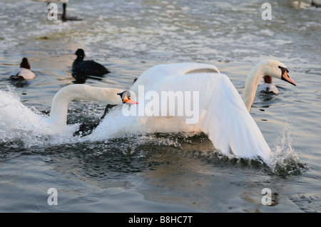 Due cigni - Scontri in acqua / Cygnus olor Foto Stock