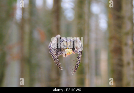 Allocco degli Urali - volare con la preda / Strix uralensis Foto Stock