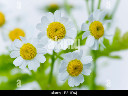 Immagine ravvicinata di fioritura matricale Foto Stock
