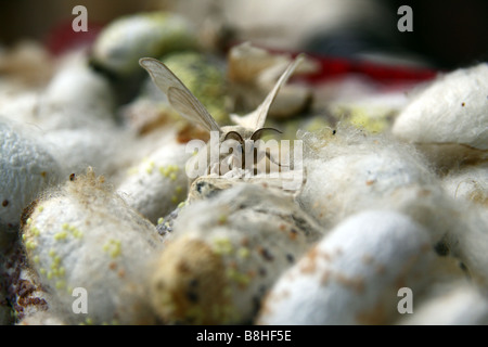 Close-up. Bozzoli di seta pupas del baco da seta moth bombice mori silkwood. Dalat, Vietnam Foto Stock