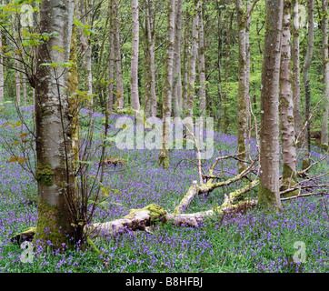 Bluebells camente in legno, Gatehouse of Fleet, Dumfries and Galloway, Scotland, Regno Unito. Foto Stock