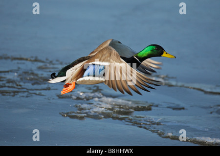 Anatra Mallardl drake tenendo fuori dalla laguna gelata Victoria British Columbia Canada Foto Stock