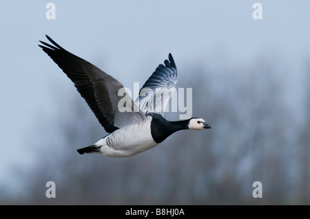 Im Weißwangengans societé Flug (Branta leucopsis) - Barnacle Goose Foto Stock