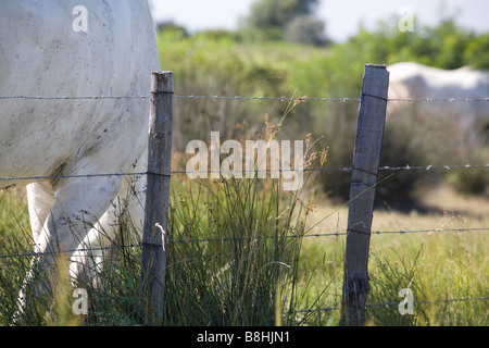 Wired cavalli in Camargue, 13 Bouche du Rhone, Francia Foto Stock