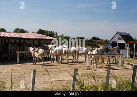 I cavalli in un fienile in Camargue, Bouche du Rhone, Francia Foto Stock