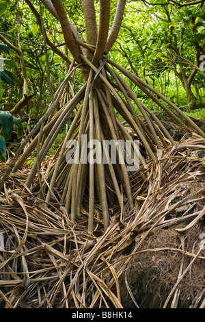 Il puntello radici di un Hala tree, Screwpine o Pandanus tectorius Foto Stock