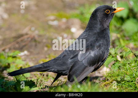 Amsel oder Schwarzdrossel (Turdus merula) Foto Stock