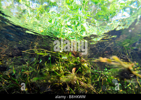 Immagine sdoppiata della lussureggiante vegetazione sopra e sotto l'acqua del fiume Sucuri Bonito Mato Grosso do Sul in Brasile Foto Stock