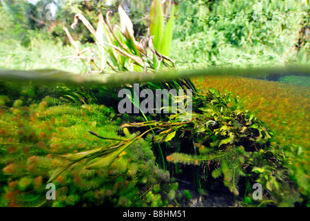 Immagine sdoppiata della lussureggiante vegetazione sopra e sotto l'acqua, fiume Sucuri, Bonito, Mato Grosso do Sul, Brasile Foto Stock