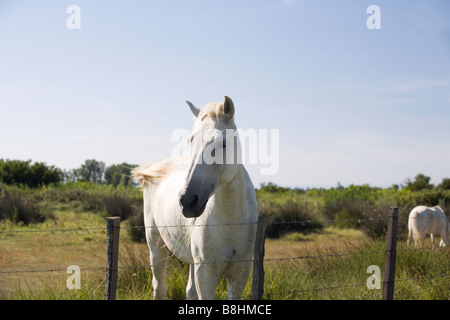 White Horse di Camargue dietro una porta cablata, Francia Foto Stock