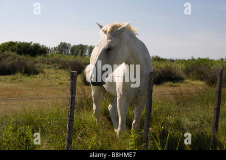 White Horse di Camargue dietro una porta cablata, Francia Foto Stock