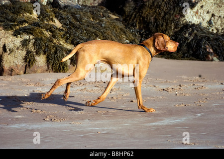 Vizsla ungherese cane che corre sulla spiaggia sulla Gruinard bay, Wester Ross, Scozia Foto Stock