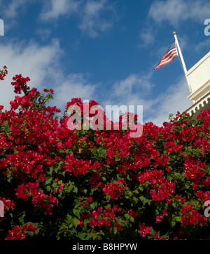 Rosso brillante fiori fioriscono sotto una sventola bandiera americana su san Tommaso in Isole Vergini Americane Foto Stock