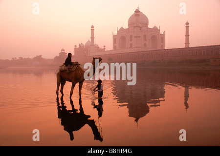 Camel nel fiume Yamuna e il Taj Mahal di sunrise, Agra, India Foto Stock