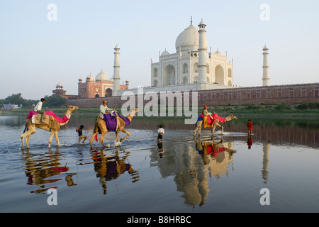 Cammelli Attraversamento fiume Yamuna con Taj Mahal in background, Agra, India Foto Stock