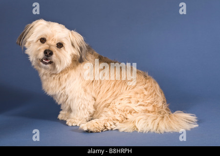 Shih Tzu-Maltese croce dog Foto Stock