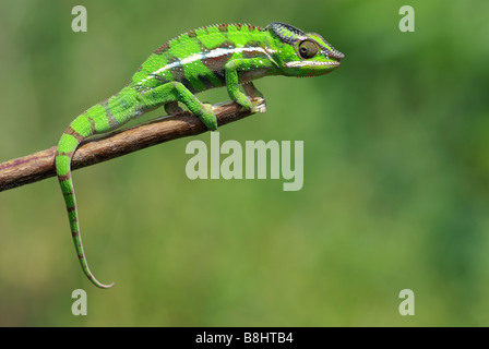Colorato Panther Chameleon appollaiato sulla estremità del ramo, di Antsiranana, Madagascar. Foto Stock