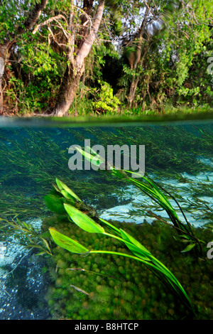 Immagine sdoppiata della lussureggiante vegetazione sopra e sotto l'acqua, fiume Sucuri, Bonito, Mato Grosso do Sul, Brasile Foto Stock