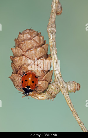 Sette-spot coccinella Coccinella septempunctata sul cono di pino Foto Stock