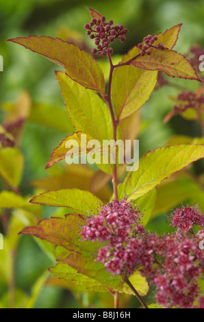 Spiraea japonica Goldflame "" (Spiraea giapponese), bronzo-rosso giovane fogliame rosa scuro fiori e boccioli di fiori recisi. Foto Stock