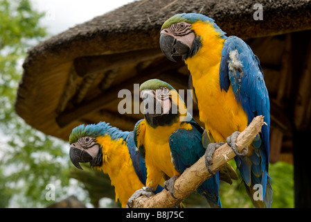 Tre pappagalli colorati seduti su un pesce persico in legno nella parte anteriore di un'erba ombrello con tetto in paglia in Sud Africa Foto Stock