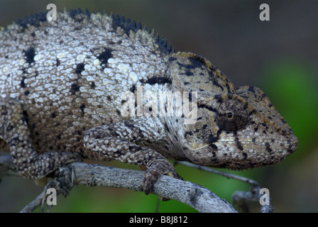 Close-up di testa, il corpo e le gambe di un adulto di Oustalet Chameleon in Anjajavy, Madagascar. Foto Stock