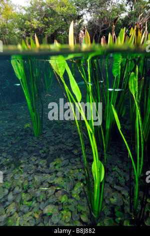 Immagine sdoppiata della lussureggiante vegetazione sopra e sotto l'acqua, fiume Sucuri, Bonito, Mato Grosso do Sul, Brasile Foto Stock