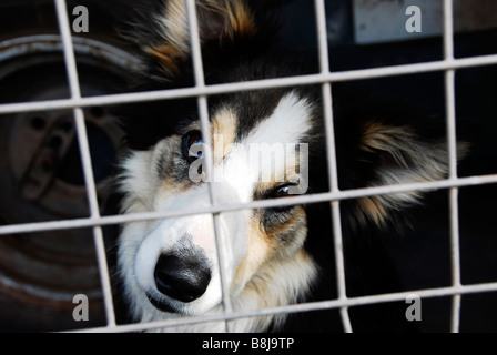 Border Collie nel retro di un Land Rover, su una fattoria in Brecon Beacons, Galles Foto Stock