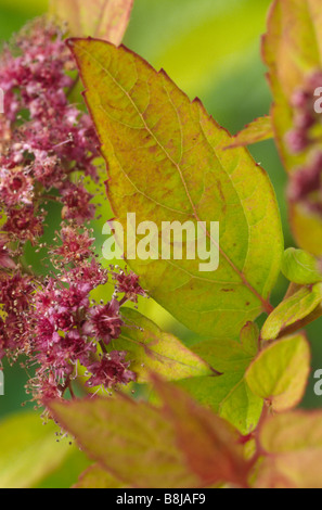 Spiraea japonica Goldflame "" (Spiraea giapponese), bronzo-rosso giovane fogliame rosa scuro fiori e boccioli di fiori recisi. Foto Stock