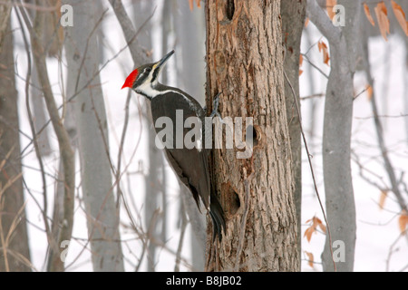 Femmina Picchio Pileated nella neve Foto Stock