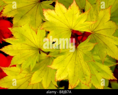 Primo piano di foglie di lettura svolta in autunno. Foto Stock