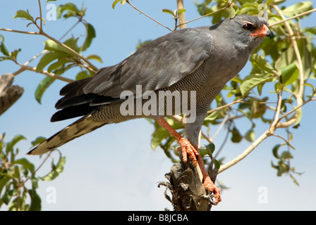 Dark Salmodiare Astore Melierax metabates Etiopia Foto Stock