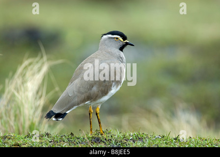 Spot sono addossati Pavoncella Vanellus melanocephalus Simien Etiopia Foto Stock