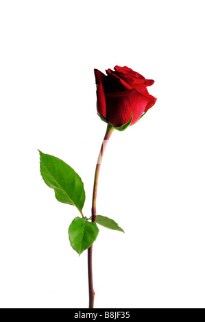 Red Rose isolate su sfondo bianco Foto Stock