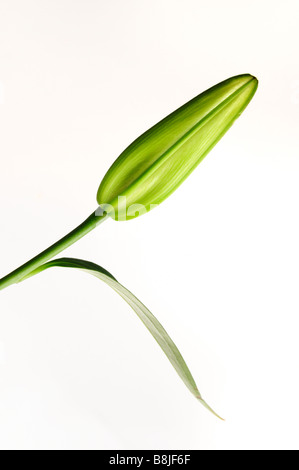 Lily bud dettaglio con foglia verde - isolato su bianco Foto Stock