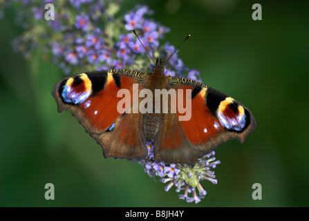 Farfalla pavone Inachis io REGNO UNITO Foto Stock