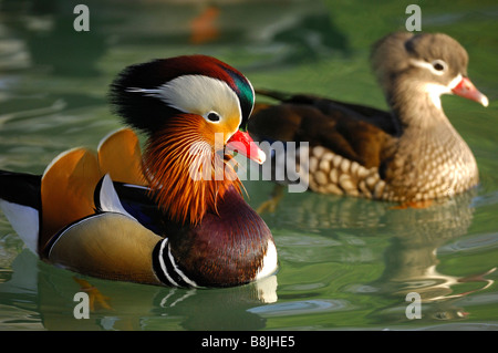 Paio di anatre di mandarino Aix galericulata Foto Stock