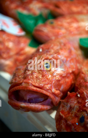 Scorfano o scorfani Venezia Rialto Mercato del Pesce Foto Stock