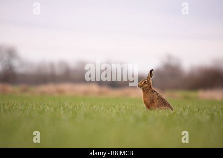 Marrone o unione lepre Lepus europaeus avviso in una agricoltori campo di seminativi Foto Stock