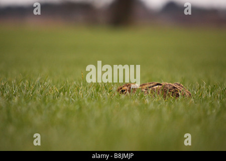 Marrone o unione lepre Lepus europaeus nascondendosi in una agricoltori campo di seminativi Foto Stock
