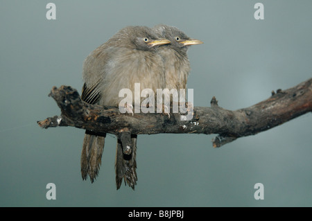 Due Jungle Babblers Turdoides striatus seduto su un ramo Foto Stock