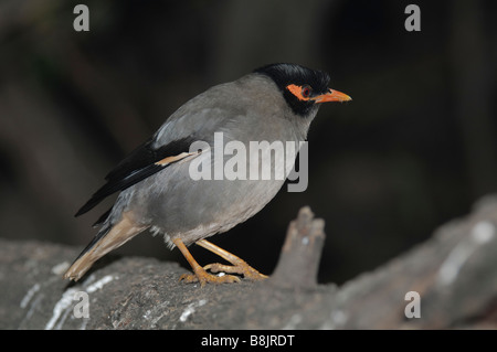 Bank Myna Acridotheres ginginianus seduto su un ramo Foto Stock